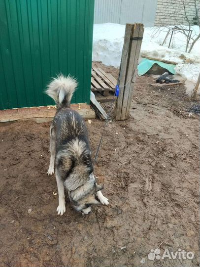 Нашли хаски