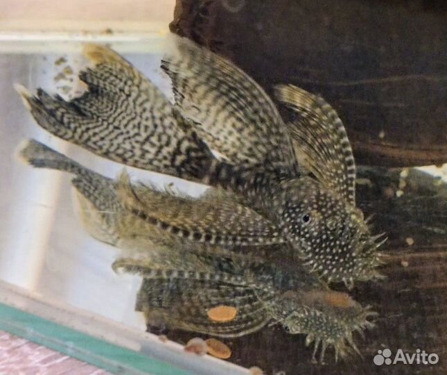 Продам анцитрусов вуалевых