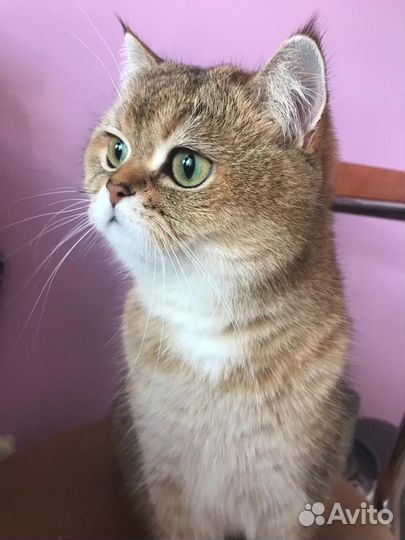 Кошка в дар