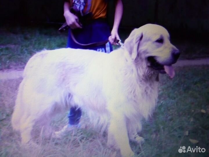 Клубные щенки ретривера