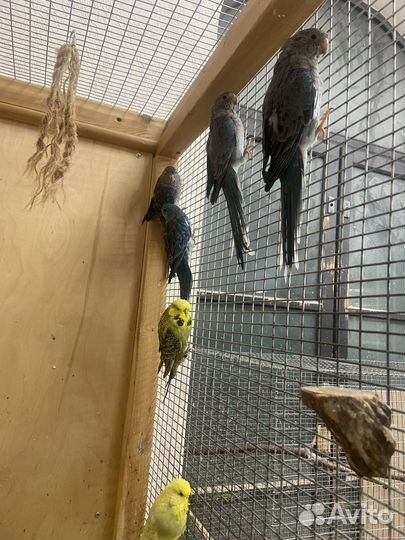 Попугай певчий