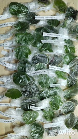 Набор листовых черенков фиалок