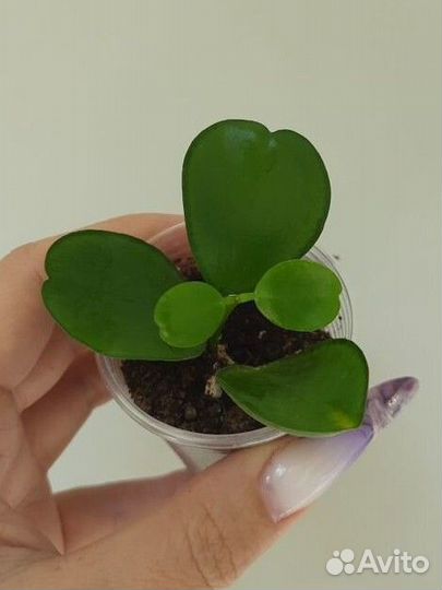 Хойи продажа