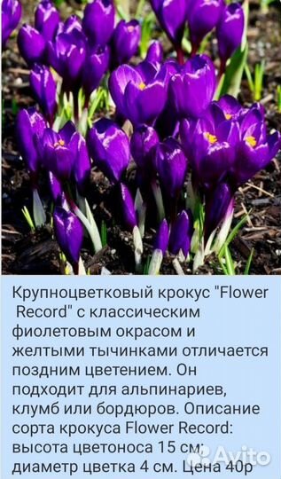 Луковицы крокусов, несколько сортов