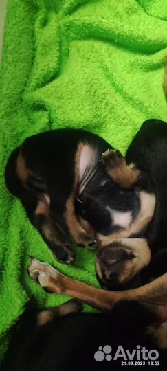 Той-терьер щенки