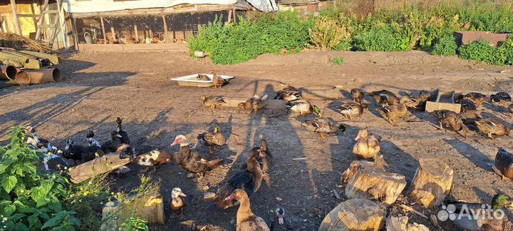 Утки подсадные для охоты