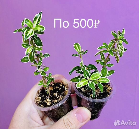 Редкие комнатные растения