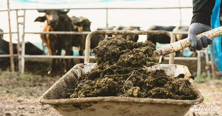 Коровий навоз доставка