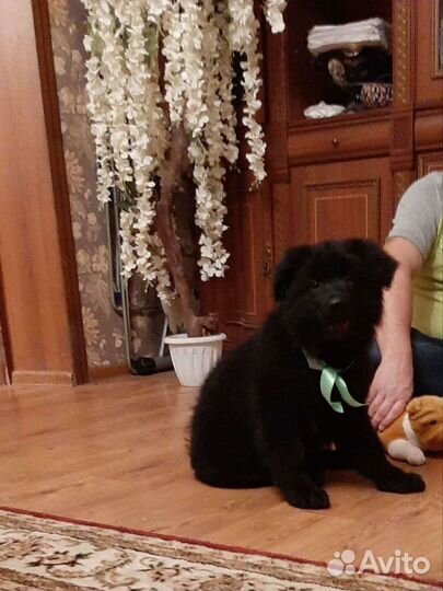 Элитные черные немцы