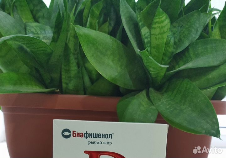 Сансевиерия ханни цветок в горшке