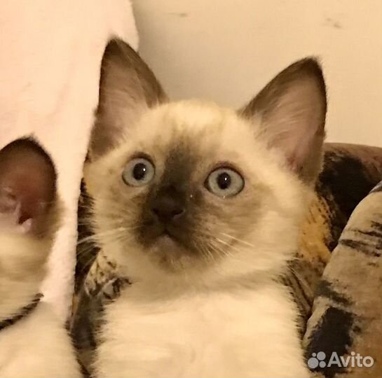 Сиамские котята