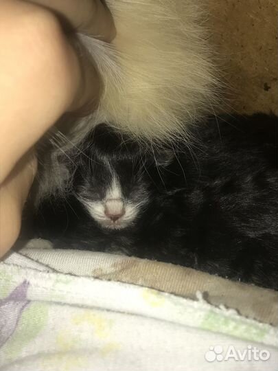 Котята бесплатно