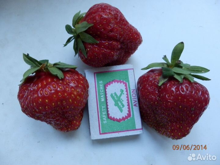 Рассада клубники Королева Елизавета