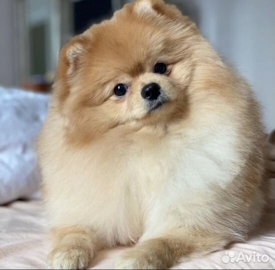 Померанский шпиц вязка кобель