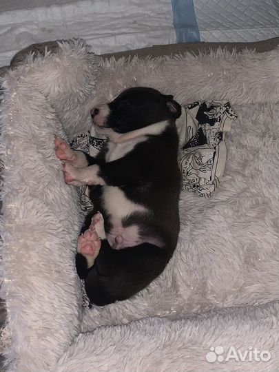 Щенки питбуля