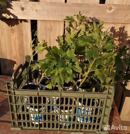 Черенки хризантемы