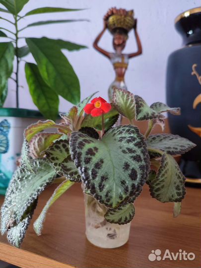 Эписция медно-красная