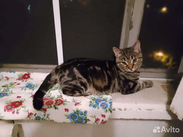 Кошки в добрые руки бесплатно