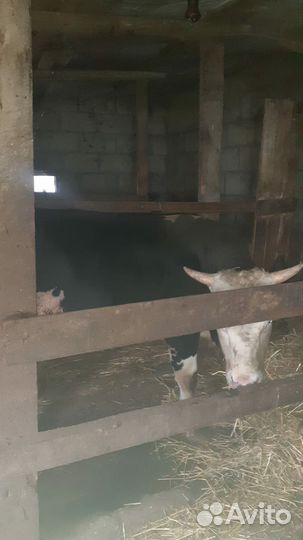 Домашние животные