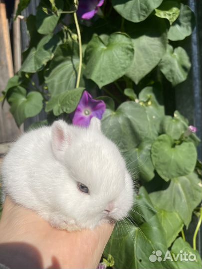 Декоративные кролики разных пород