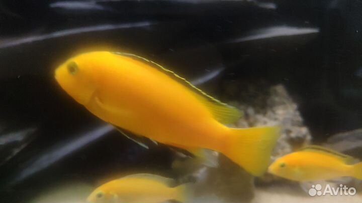 Аквариумные рыбки