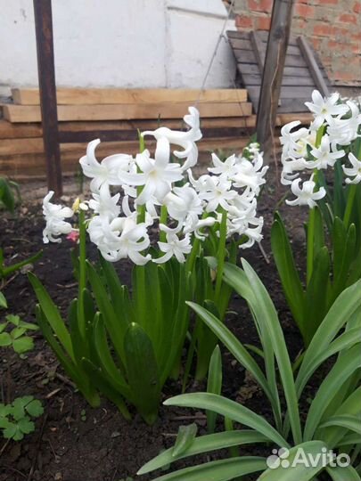 Гиацинт белый (луковицы)