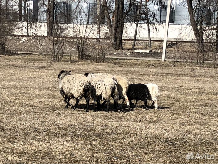 Овцы бараны