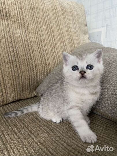 Шотландская