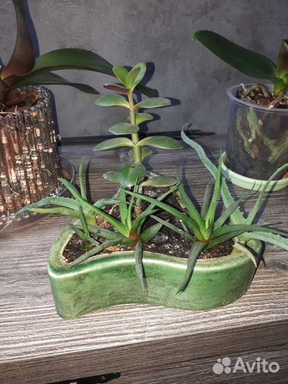 Алоэ хавортия денежное дерево крассула толстянка