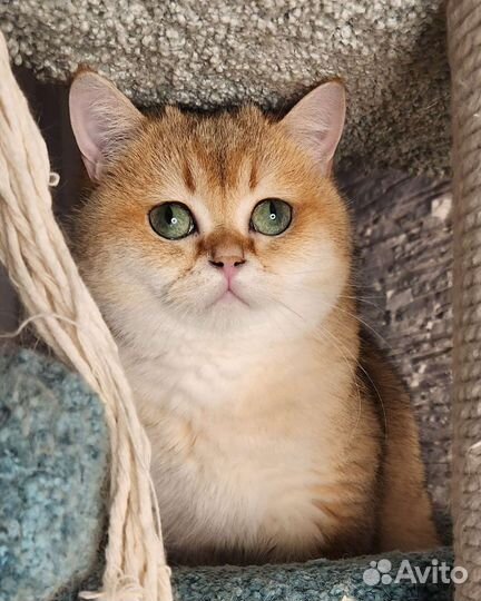 Шотландский кот для вязки золотая шиншилла