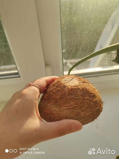 Кокосовая скорлупа