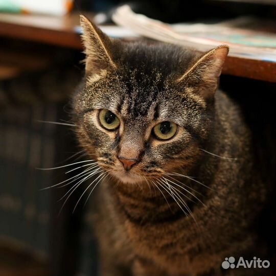 Кошки в добрые руки бесплатно