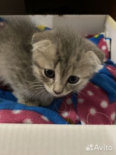 Кошка в дар бесплатно