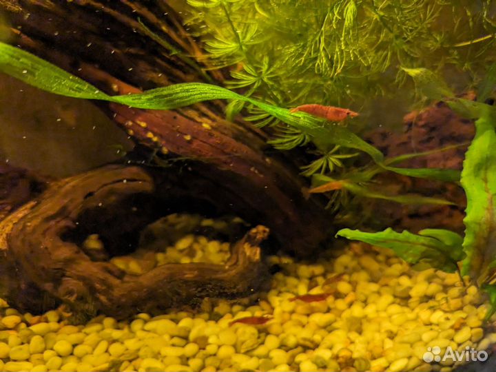 Аквариум с креветками