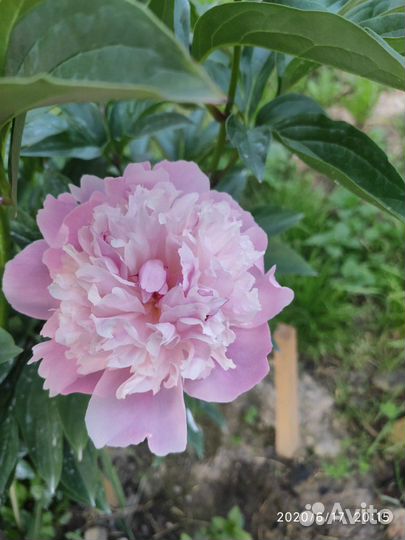 Пион. Обмен, продажа