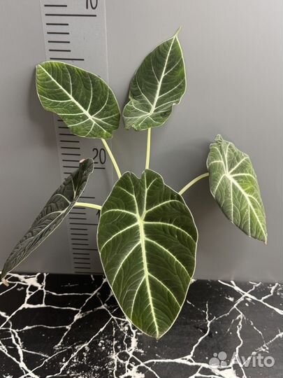 Алоказия блэк вельвет