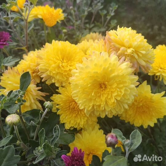 Хризантема