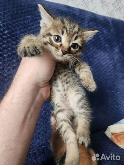 Котята бесплатно