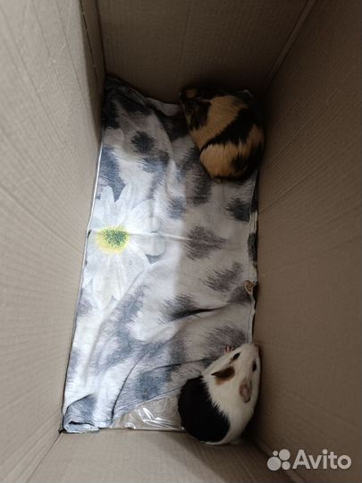 Морская свинка