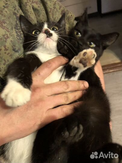 Кот и кошка в добрые руки