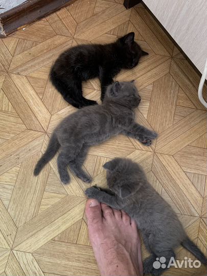 Котята в добрые руки