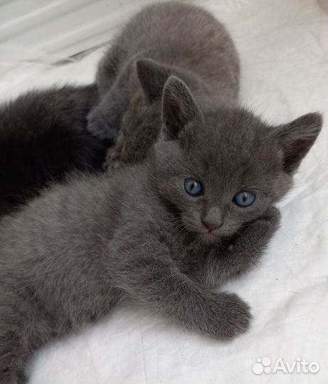 Кошечка ест корм и ходит в туалет. Нежная