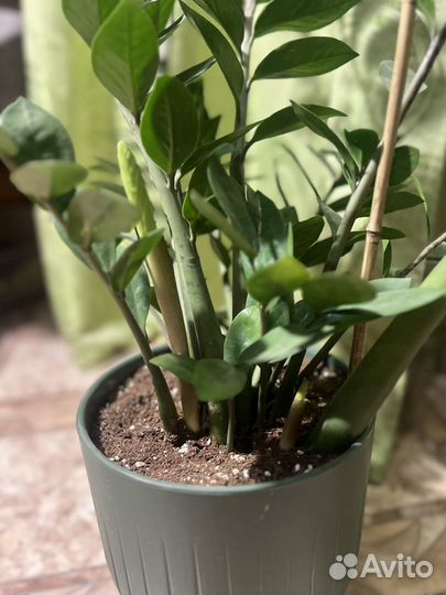 Замиокулькас