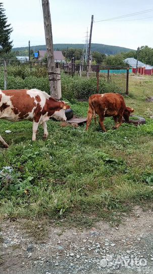 Крупный рогатый скот