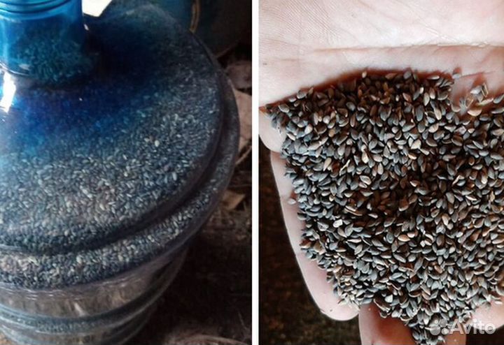 Семена ели обыкновенной