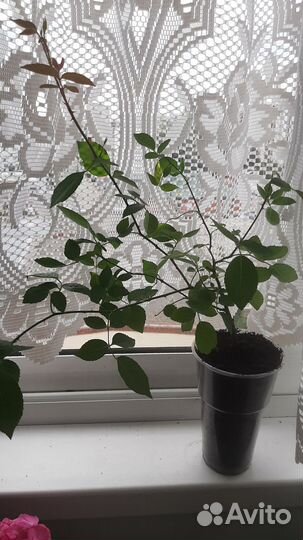 Бенгальская роза