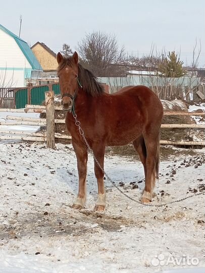 Продам лошадь