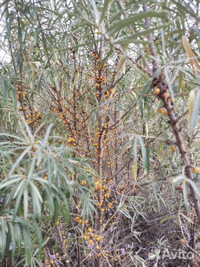 Облепиха саженцы