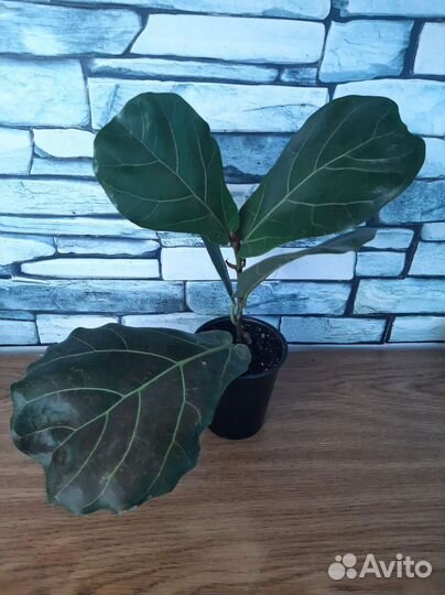 Фикус лирата колумнарис