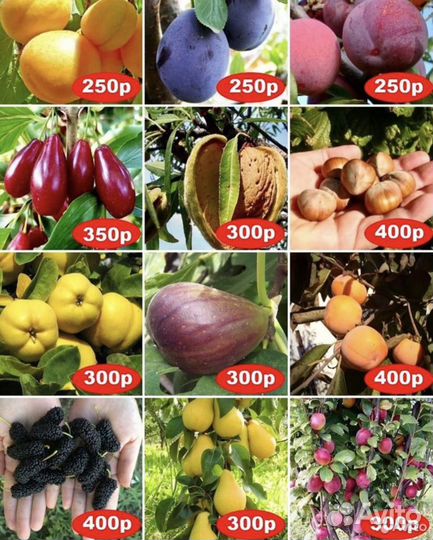 Саженцы из Крыма